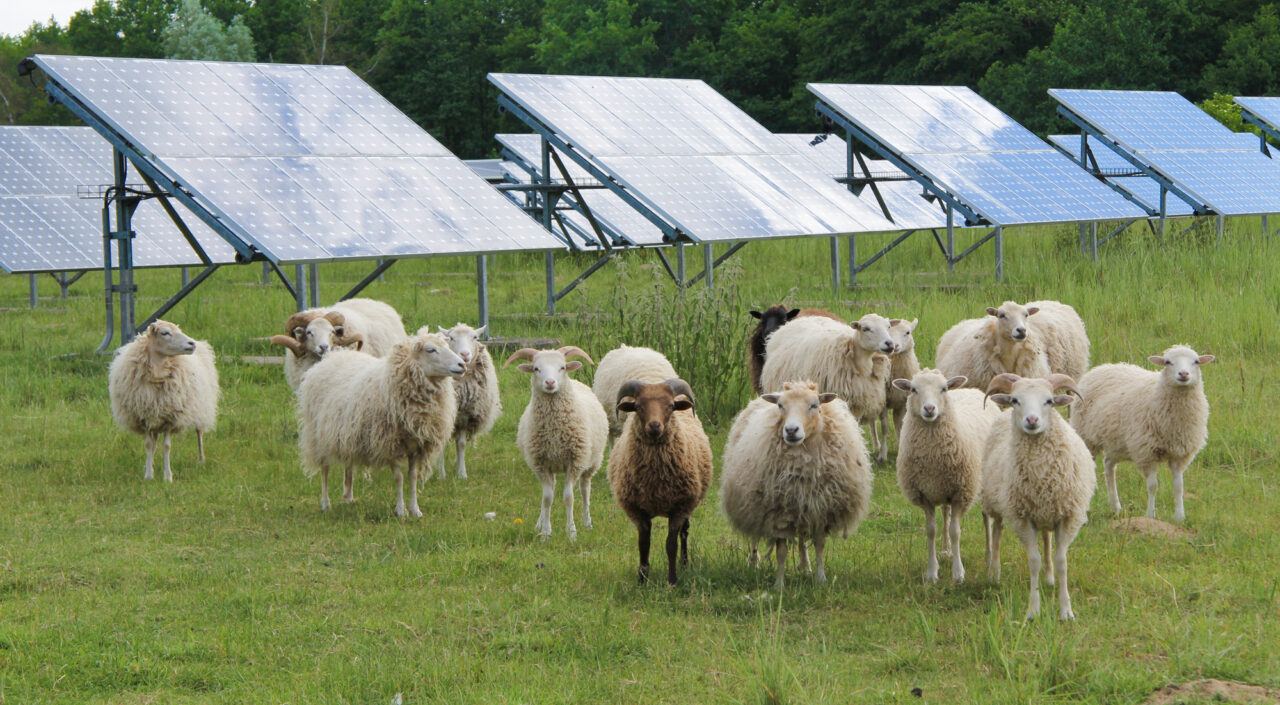 Solarfeld im Wildpark-MV